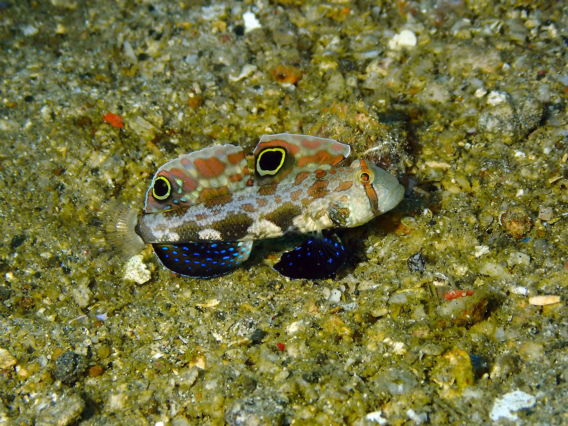 Signal Goby - Signigobius biocellatus Pulau Abadi, Lembeh.<br />
These cool gobies actually walk on these slipper-like dark blue fins. There was a couple together. I share anotehr pic of the couple below:<br />
<figure class="photo"><a href="https://www.jungledragon.com/image/79079/signal_goby_-_signigobius_biocellatus.html" title="Signal Goby - Signigobius biocellatus"><img src="https://s3.amazonaws.com/media.jungledragon.com/images/2298/79079_thumb.JPG?AWSAccessKeyId=05GMT0V3GWVNE7GGM1R2&Expires=1759968010&Signature=QTrrZHGV6l3EGSBHW4o0reYoBzk%3D" width="200" height="160" alt="Signal Goby - Signigobius biocellatus Pulau Abadi, Lembeh.<br />
Here is the &#039;walking&#039; couple Crab-eyed Goby,Signigobius biocellatus" /></a></figure> Crab-eyed Goby,Geotagged,Indonesia,Signigobius biocellatus,Spring