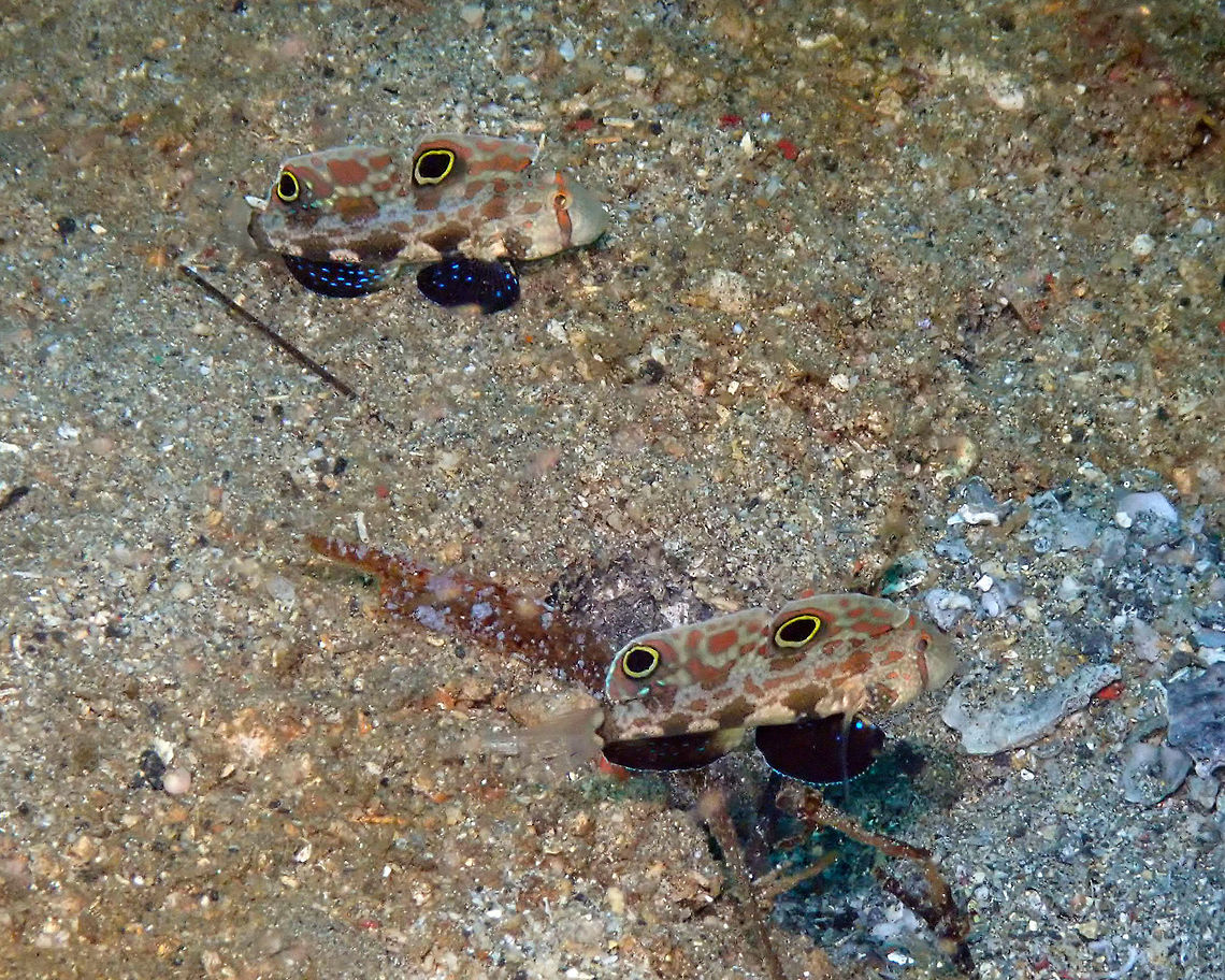 Signal Goby - Signigobius biocellatus Pulau Abadi, Lembeh.<br />
Here is the &#039;walking&#039; couple Crab-eyed Goby,Signigobius biocellatus