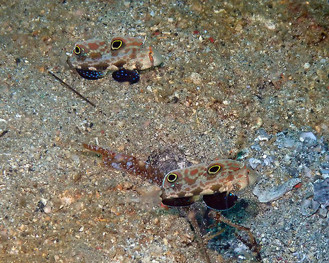 Signal Goby - Signigobius biocellatus Pulau Abadi, Lembeh.
Here is the 'walking' couple Crab-eyed Goby,Signigobius biocellatus