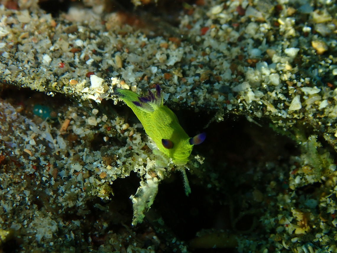 Tyrannodoris nikolasi Pulau Abadi, Lembeh.<br />
A very very small nudibranch Geotagged,Indonesia,Spring,Tyrannodoris nikolasi