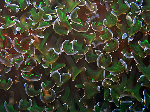 Euphyllia ancora Pulau Abadi, Lembeh. Anchor coral,Euphyllia ancora,Geotagged,Indonesia,Spring