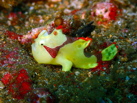 Antennarius maculatus Pulau Abadi, Lembeh. Antennarius maculatus,Clown frogfish,Geotagged,Indonesia,Spring