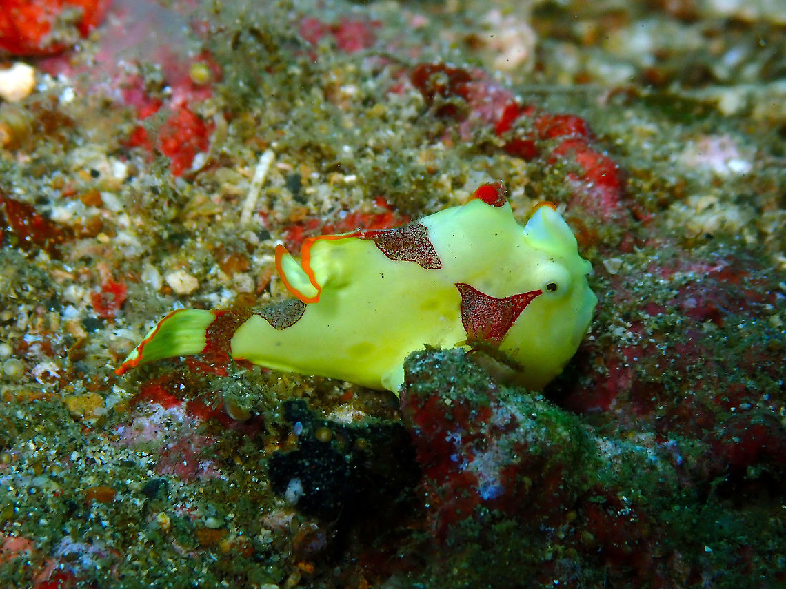 Antennarius maculatus Pulau Abadi, Lembeh. Antennarius maculatus,Clown frogfish,Geotagged,Indonesia,Spring