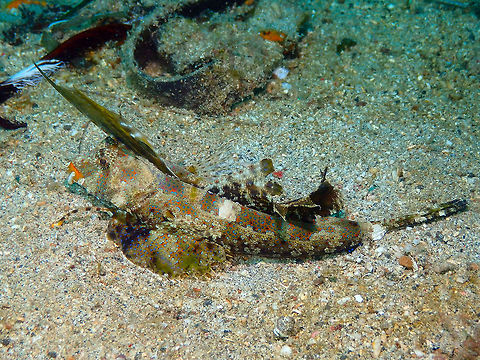 Kuiter's dragonet - Dactylopus kuiteri Pulau Abadi, Lembeh. Dactylopus kuiteri,Geotagged,Indonesia,Kuiter's dragonet,Spring