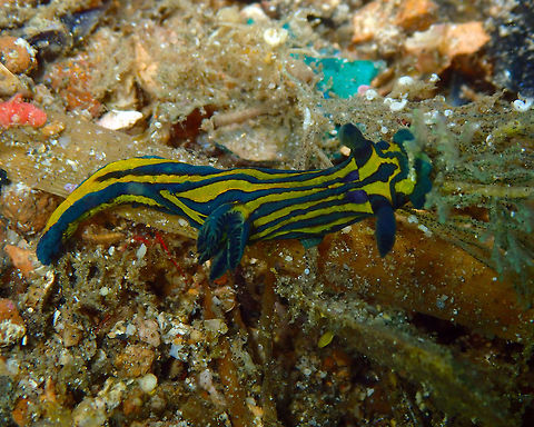 Roboastra luteolineata Pulau Abadi, Lembeh. Blue and Yellow Lined Slug,Geotagged,Indonesia,Roboastra luteolineata,Spring