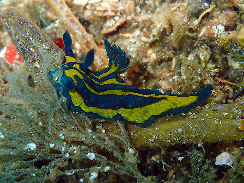 Roboastra luteolineata Pulau Abadi, Lembeh. Blue and Yellow Lined Slug,Geotagged,Indonesia,Roboastra luteolineata,Spring