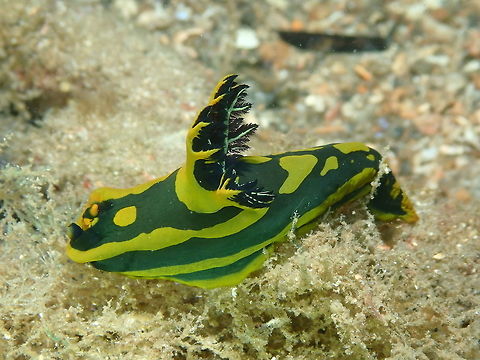 Tambja gabrielae Pulau Abadi, Lembeh. Gabriela's Tambja,Geotagged,Indonesia,Spring,Tambja gabrielae
