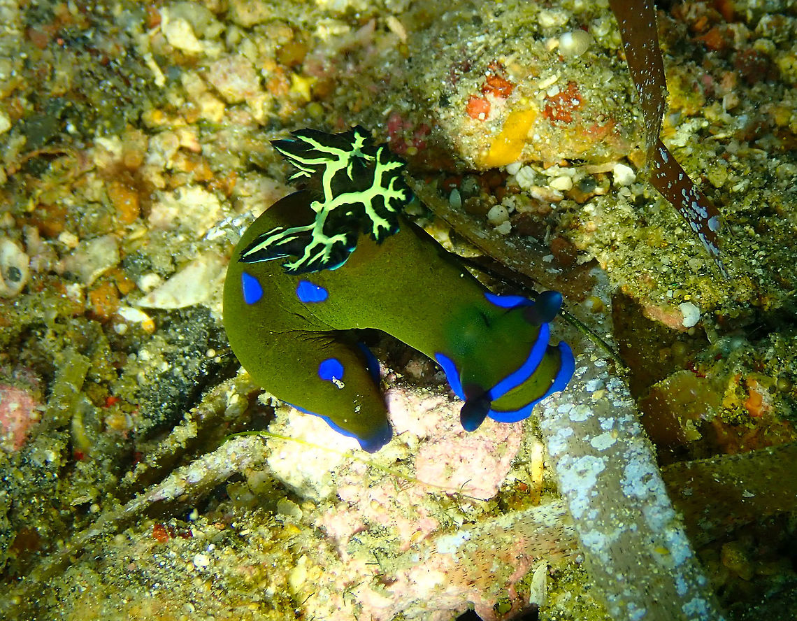 Tambja morosa Pulau Abadi, Lembeh. Geotagged,Gloomy Nudibranch,Indonesia,Spring,Tambja morosa