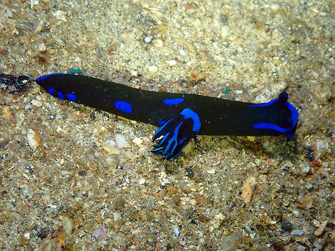 Tambja morosa Pulau Abadi, Lembeh. Geotagged,Gloomy Nudibranch,Indonesia,Spring,Tambja morosa