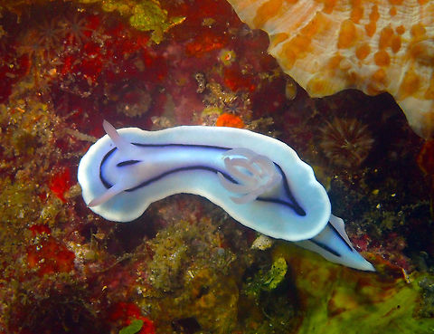 Chromodoris lochi Pulau Abadi, Lembeh. Chromodoris lochi,Geotagged,Indonesia,Loch's Chromodoris,Spring