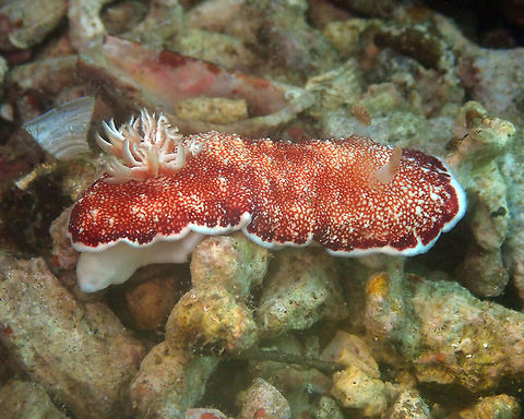 Chromodoris reticulata Pulau Abadi, Lembeh. Geotagged,Goniobranchus reticulatus,Indonesia,Spring