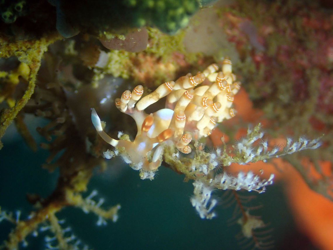 Flabellina bilas Pulau Abadi, Lembeh.<br />
<figure class="photo"><a href="https://www.jungledragon.com/image/79457/flabellina_bilas.html" title="Flabellina bilas"><img src="https://s3.amazonaws.com/media.jungledragon.com/images/2298/79457_thumb.JPG?AWSAccessKeyId=05GMT0V3GWVNE7GGM1R2&Expires=1769040010&Signature=docvePBn8soiXqhUA4hUzXfp%2BZQ%3D" width="200" height="150" alt="Flabellina bilas Pulau Abadi, Lembeh. Geotagged,Indonesia,Samla bilas,Spring" /></a></figure> Geotagged,Indonesia,Samla bilas,Spring