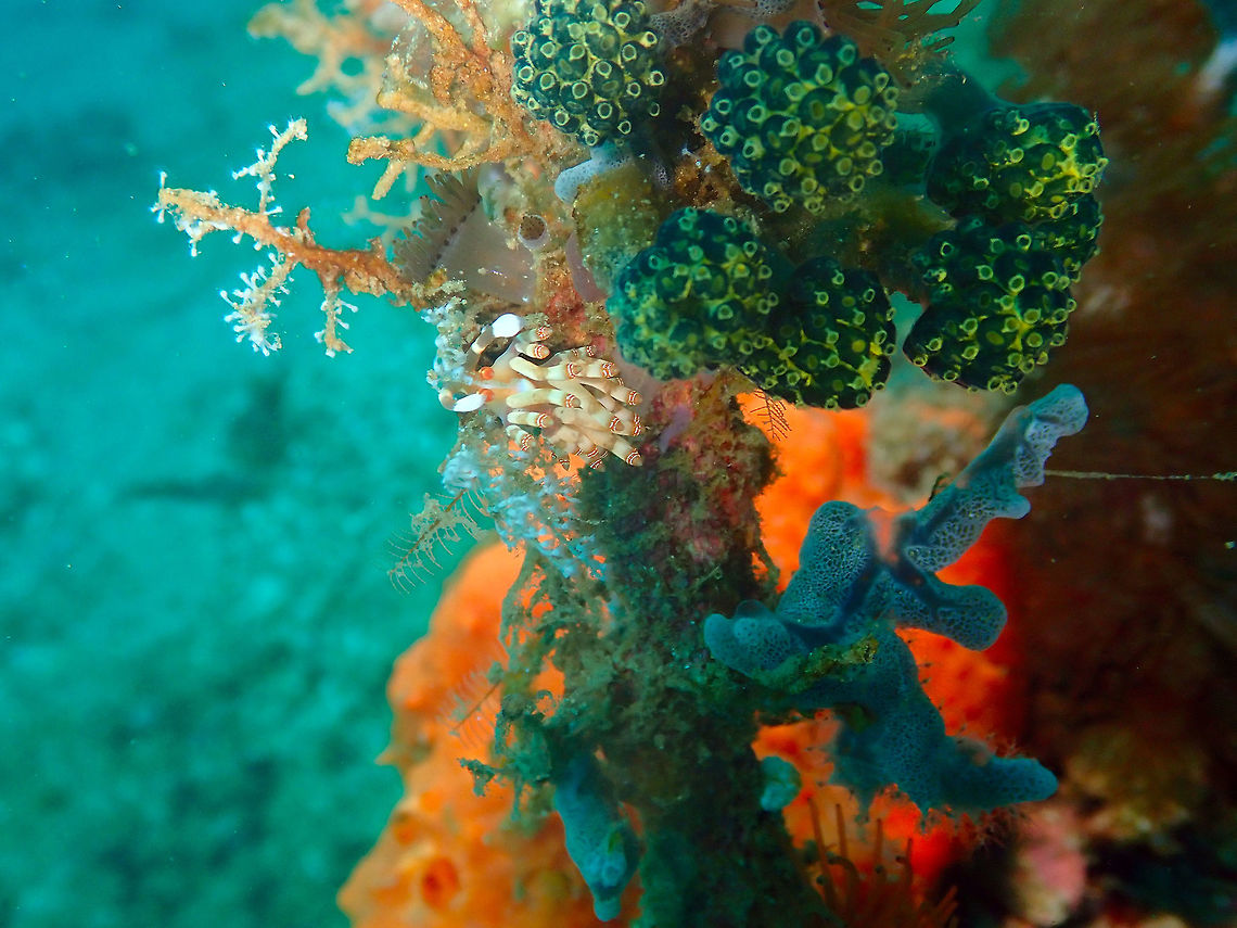 Flabellina bilas Pulau Abadi, Lembeh. Geotagged,Indonesia,Samla bilas,Spring