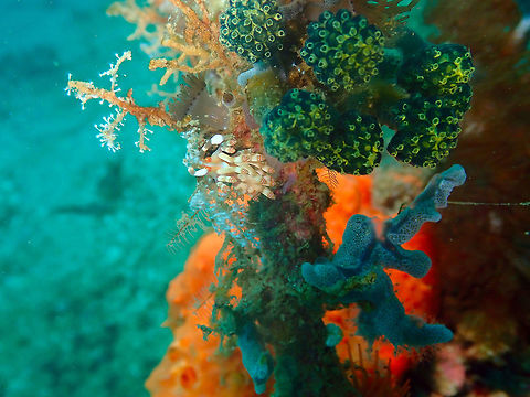Flabellina bilas Pulau Abadi, Lembeh. Geotagged,Indonesia,Samla bilas,Spring