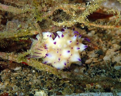 Mexichromis multituberculata Pulau Abadi, Lembeh. Beau Vallon Magnificent Slug,Geotagged,Indonesia,Mexichromis multituberculata,Spring