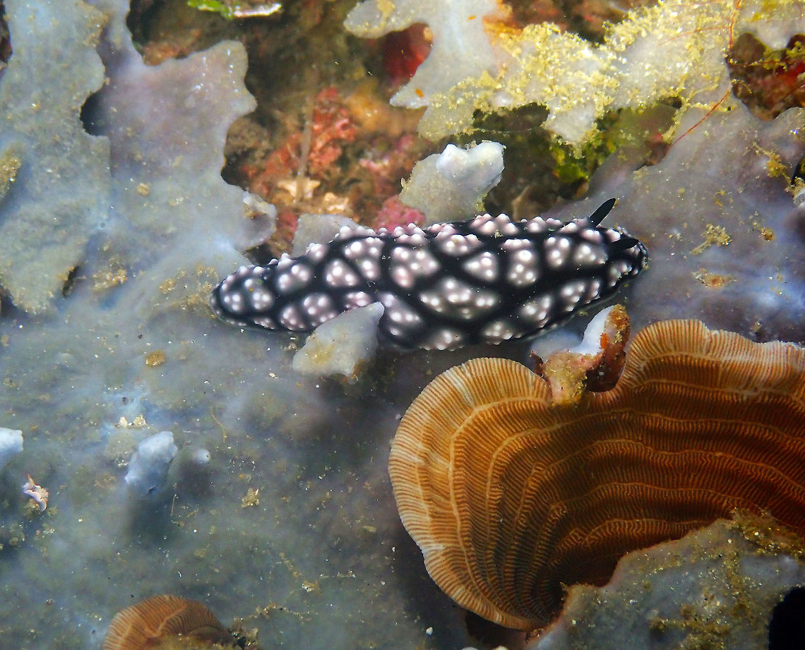Phyllidiella pustulosa Pulau Abadi, Lembeh. Geotagged,Indonesia,Phyllidiella pustulosa,Pustulose Phyllidiella,Spring