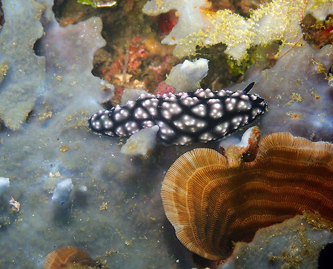 Phyllidiella pustulosa Pulau Abadi, Lembeh. Geotagged,Indonesia,Phyllidiella pustulosa,Pustulose Phyllidiella,Spring