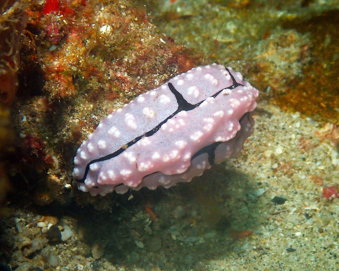 Phyllidiopsis shireenae Pulau Abadi, Lembeh. Geotagged,Indonesia,Phyllidiopsis shireenae,Shireen's Phyllidiopsis,Spring