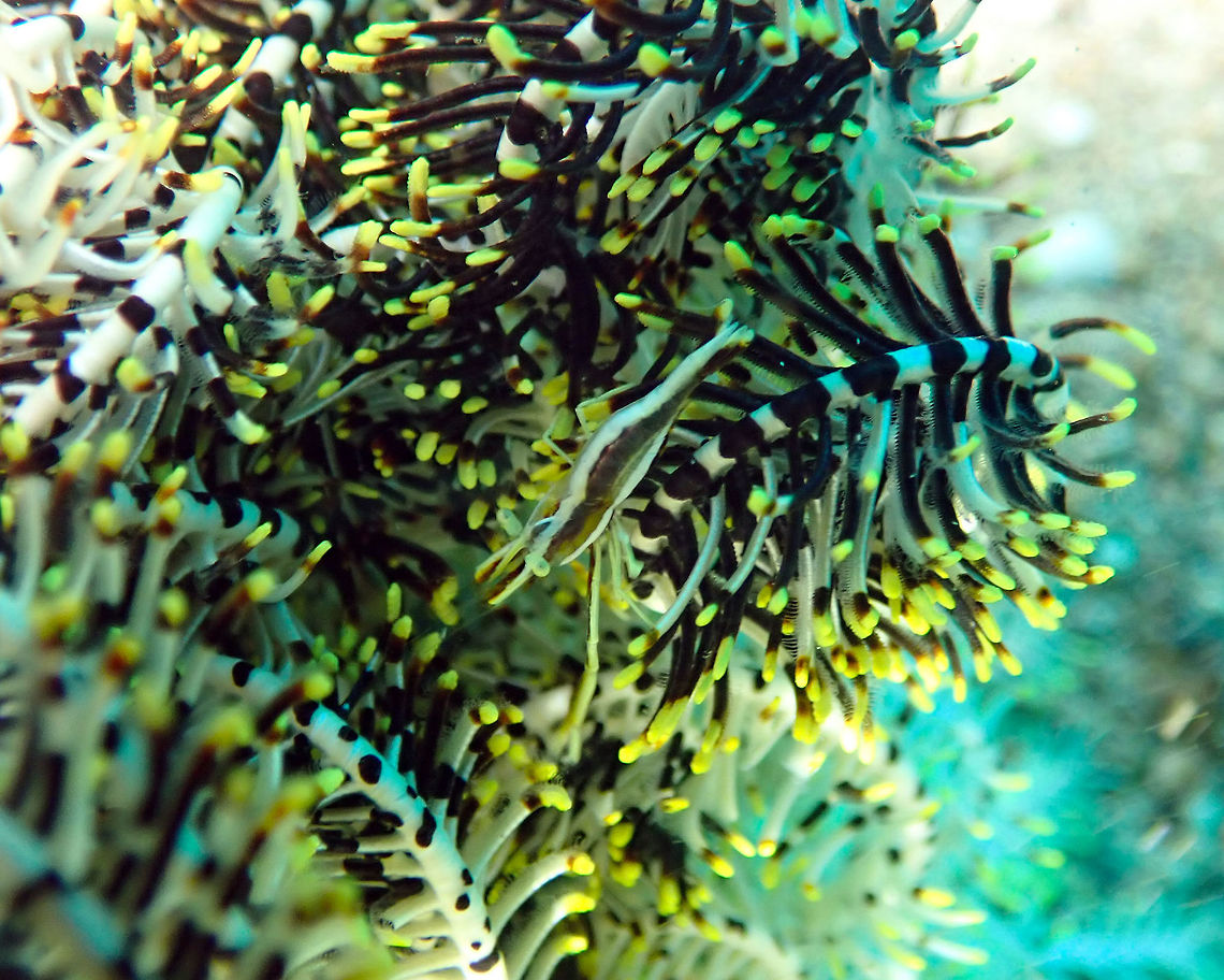 Periclimenes affinis Pulau Abadi, Lembeh. Geotagged,Indonesia,Periclimenes affinis,Spring