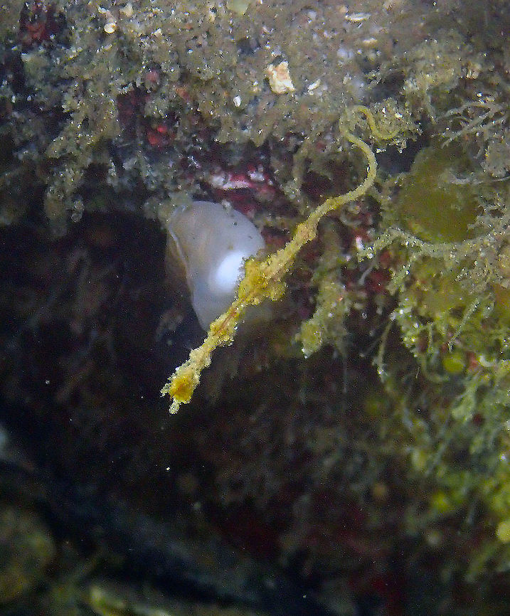 Lembeh Pigmy Sea Dragon- Kyonemichthys Rumengani Pulau Abadi, Lembeh. Tiny and looking as a thread of algae, very hard to be noticed..a very valued sight by divers in Lembeh..<br />
<a href="https://deepblueseesblog.wordpress.com/2017/05/05/lembeh-sea-dragon-found-only-in-2006/" rel="nofollow">https://deepblueseesblog.wordpress.com/2017/05/05/lembeh-sea-dragon-found-only-in-2006/</a> Geotagged,Indonesia,Kyonemichthys rumengani,Spring