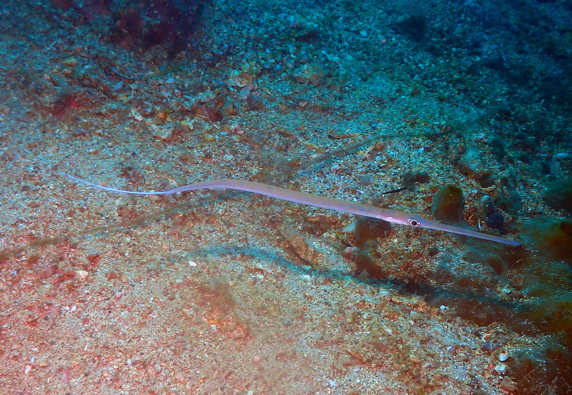 Bluespotted cornetfish - Fistularia commersonii Pulau Abadi, Lembeh. Bluespotted cornetfish,Fistularia commersonii,Geotagged,Indonesia,Spring