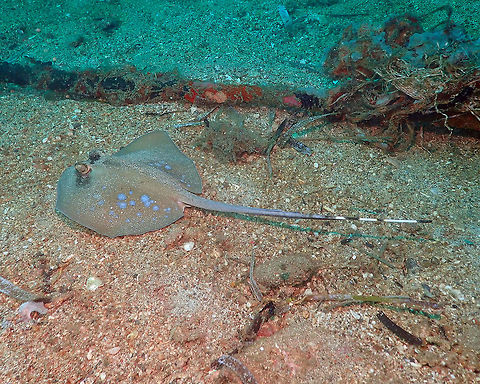 Bluespotted stingray- Neotrygon kuhlii Pulau Abadi, Lembeh. Geotagged,Indonesia,Kuhl's maskray,Neotrygon kuhlii,Spring