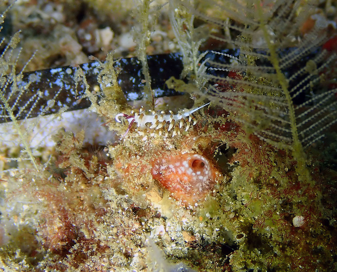 Facelinid sp.2 Pulau Abadi, Lembeh. Facelinid,Geotagged,Indonesia,Lembeh,Spring,nudibranch