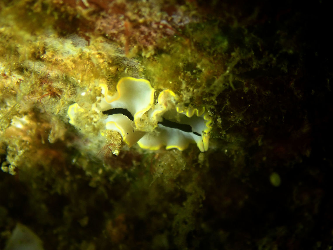 Flatworm - Euryleptid sp. 3 Pulau Abadi, Lembeh Euryleptid,Geotagged,Indonesia,Lembeh,Spring,flatworm