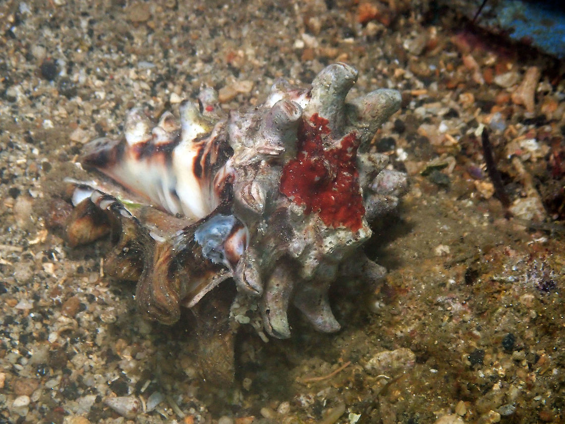 Common Pacific Vase - Vasum turbinellus Pulau Abadi, Lembeh.<br />
 Common Pacific Vase,Geotagged,Indonesia,Spring,Vasum turbinellus