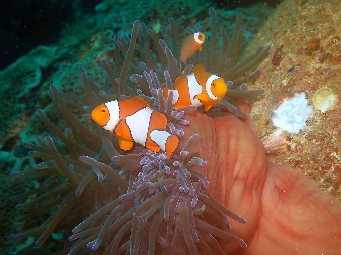 Ocellaris Clownfish (Amphiprion ocellaris) Pulau Abadi, Lembeh.<br />
 Amphiprion ocellaris,Geotagged,Indonesia,Ocellaris Clownfish,Spring