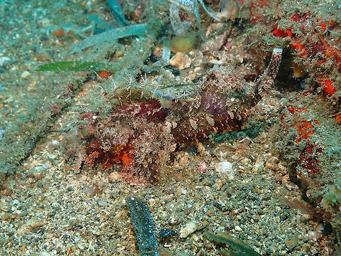 Raggy Scorpionfish - Scorpaenopsis venosa Pulau Abadi, Lembeh. Geotagged,Indonesia,Raggy Scorpionfish,Scorpaenopsis venosa,Spring