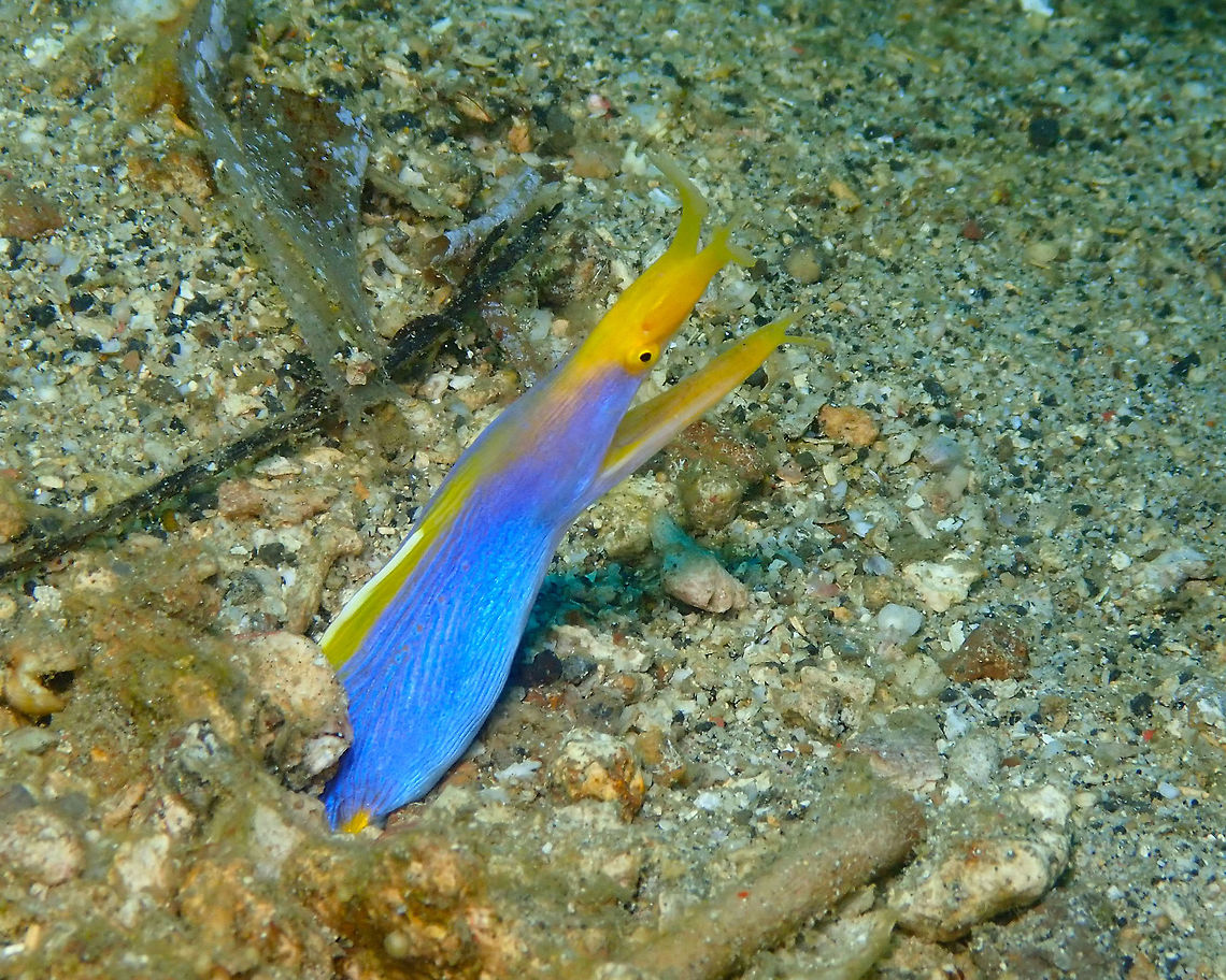 Rhinomuraena quaesita Pulau Abadi, Lembeh. Geotagged,Indonesia,Rhinomuraena quaesita,Ribbon eel,Spring