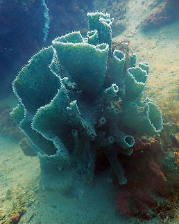 Callyspongia aerizusa Pulau Abadi, Lembeh. Callyspongia aerizusa,Geotagged,Indonesia,Spring