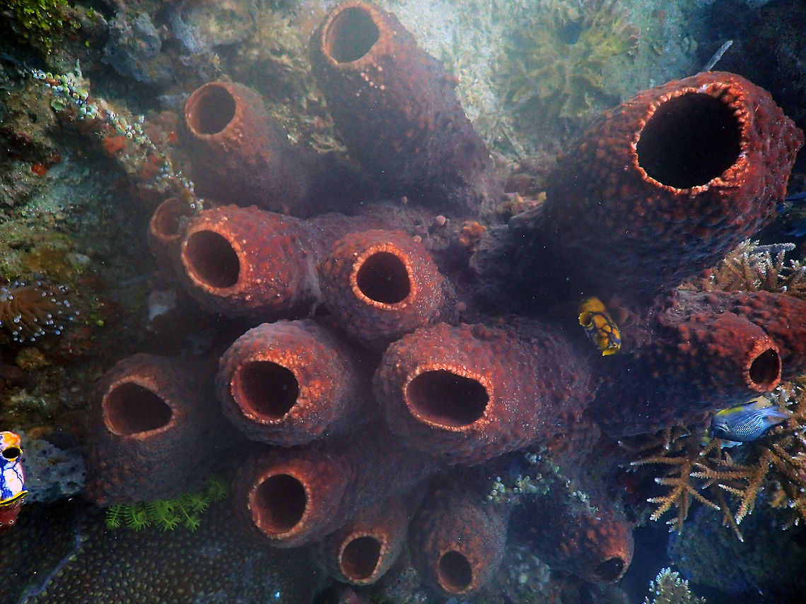 Theonella Sponge Pulau Abadi, Lembeh.<br />
It may be Theonella swinhoei but I could not verify. Geotagged,Indonesia,Lembeh,Spring,porifera,sponge