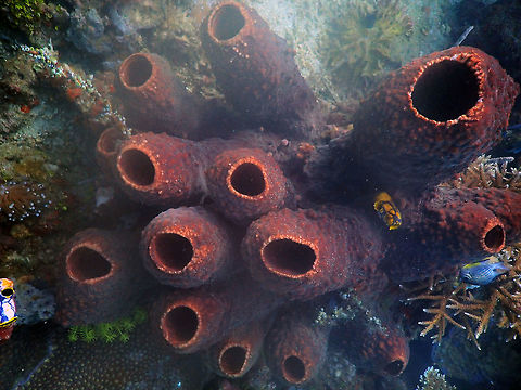 Theonella Sponge Pulau Abadi, Lembeh.
It may be Theonella swinhoei but I could not verify. Geotagged,Indonesia,Lembeh,Spring,porifera,sponge
