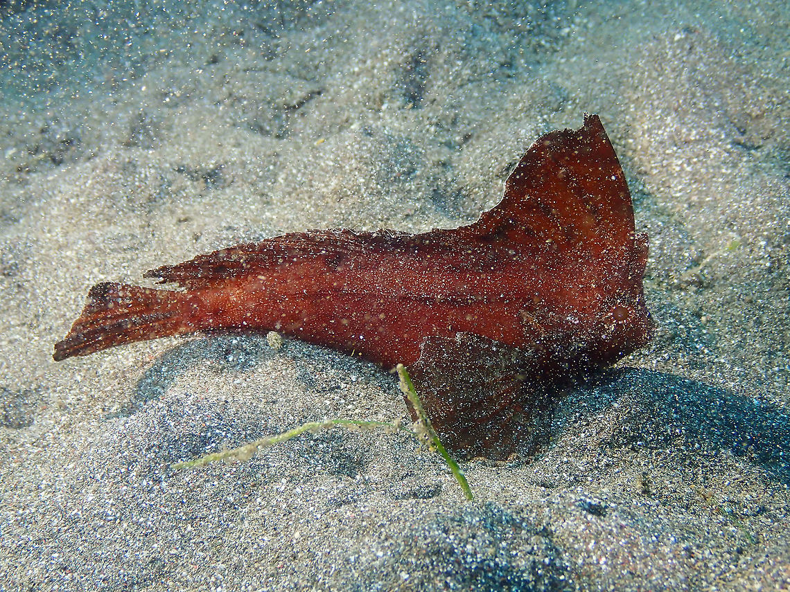 Spiny waspfish - Ablabys macracanthus Air Bajo I, Lembeh. Ablabys macracanthus,Geotagged,Indonesia,Spiny waspfish,Spring