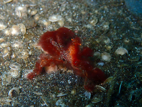 Orang-utan crab - Achaeus japonicus Air Bajo I, Lembeh. Achaeus japonicus,Geotagged,Indonesia,Orang-utan crab,Spring