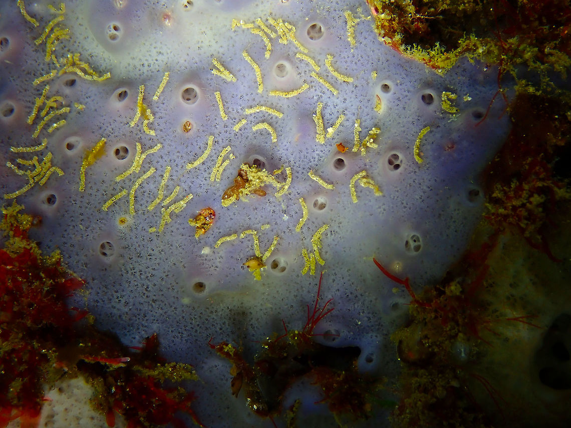 Niphates laminaris Nudi&#039;s Retreat, Lembeh.<br />
Sponge ID, always tentative. Geotagged,Indonesia,Niphates laminaris,Porifera,Sponge,Sponge Niphates laminaris,Spring