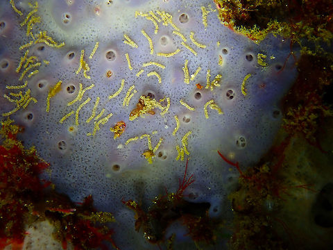 Niphates laminaris Nudi's Retreat, Lembeh.
Sponge ID, always tentative. Geotagged,Indonesia,Niphates laminaris,Porifera,Sponge,Sponge Niphates laminaris,Spring