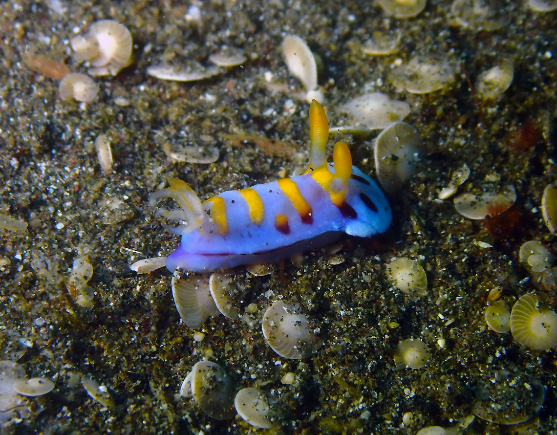 Chromodoris cf roboi Air Bajo I, Lembeh.<br />
<a href="http://www.seaslugforum.net/find/5610" rel="nofollow">http://www.seaslugforum.net/find/5610</a><br />
<a href="http://www.thebestnudibranchhunter.com/goniobranchus-roboi/chromodoris-roboi-4/" rel="nofollow">http://www.thebestnudibranchhunter.com/goniobranchus-roboi/chromodoris-roboi-4/</a><br />
 Chromodoris,Geotagged,Goniobranchus roboi,Indonesia,Lembeh,Spring,nudibranch