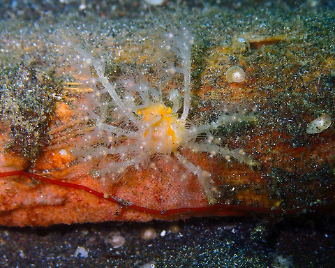 Achaeus spinosus dressed in polyps/hydroids Air Bajo I, Lembeh.
These crabs dress on different types of hydroids and polyps that help them fish prey and camouflage!
See this article for more info:
https://www.theguardian.com/science/blog/2018/jan/30/gone-fishin-decorator-crabs-use-other-species-as-fishing-rods-study-reveals Achaeus spinosus,Geotagged,Indonesia,Spring