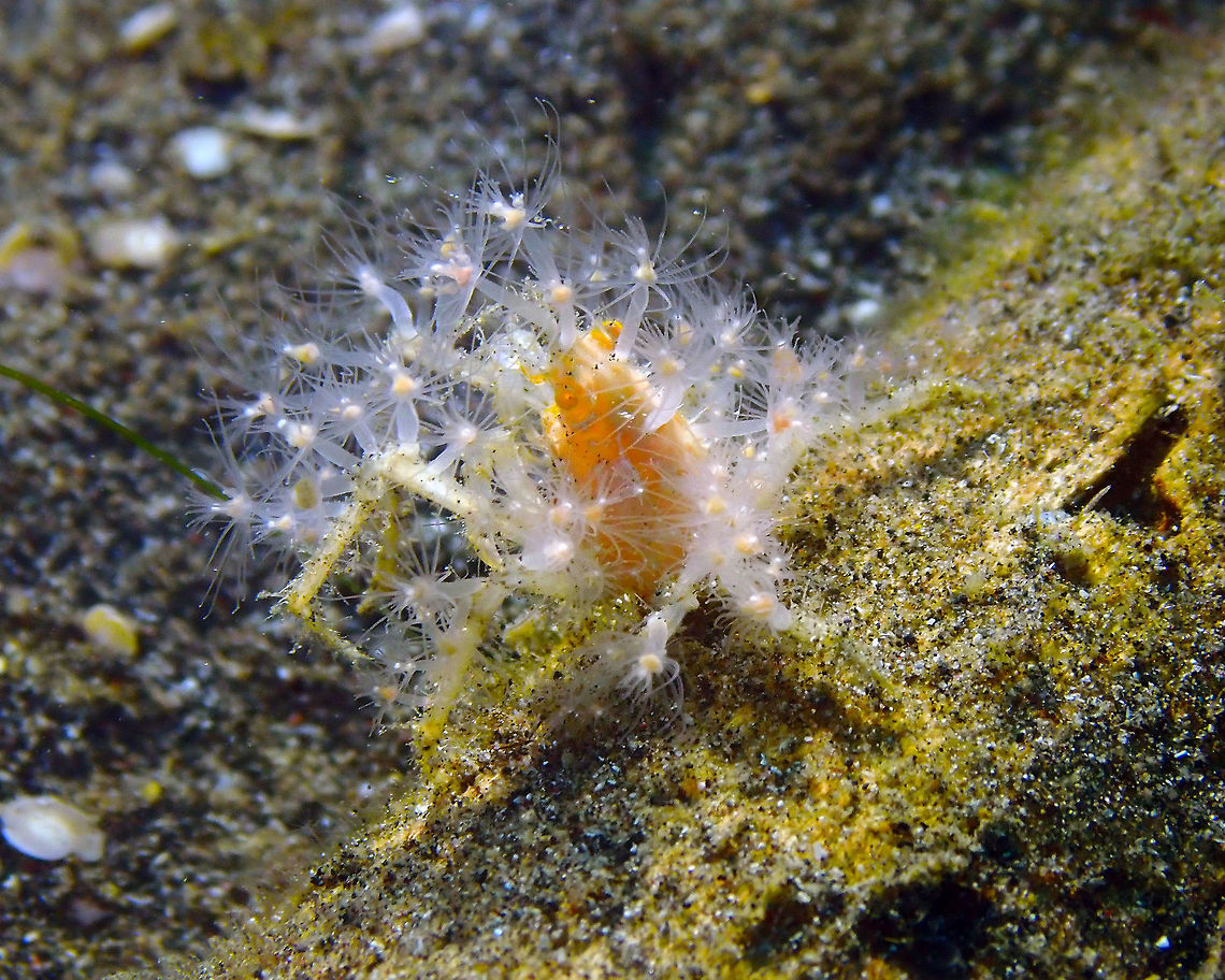 Achaeus spinosus dressed in polyps/hydroids Air Bajo, Lembeh.<br />
Another view with the polyps ready to catch particles Achaeus spinosus,Geotagged,Indonesia,Spring