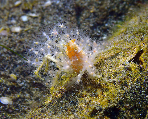 Achaeus spinosus dressed in polyps/hydroids Air Bajo, Lembeh.
Another view with the polyps ready to catch particles Achaeus spinosus,Geotagged,Indonesia,Spring