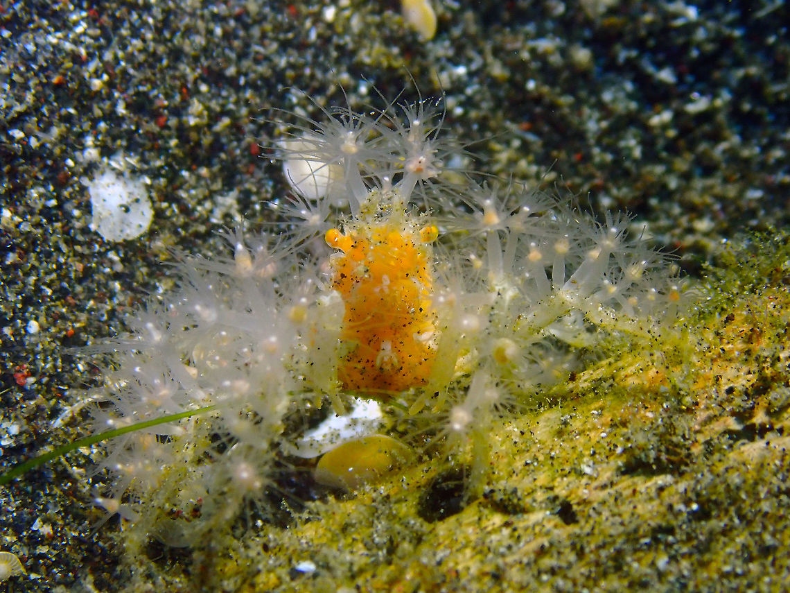 Achaeus spinosus dressed in polyps/hydroids Air Bajo, Lembeh.<br />
Last pose of this &quot;Lady Gaga&quot; crab! Achaeus spinosus,Geotagged,Indonesia,Spring