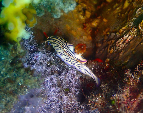 Hypselodoris zephyra Air Bajo, Lembeh. Geotagged,Hypselodoris zephyra,Indonesia,Spring