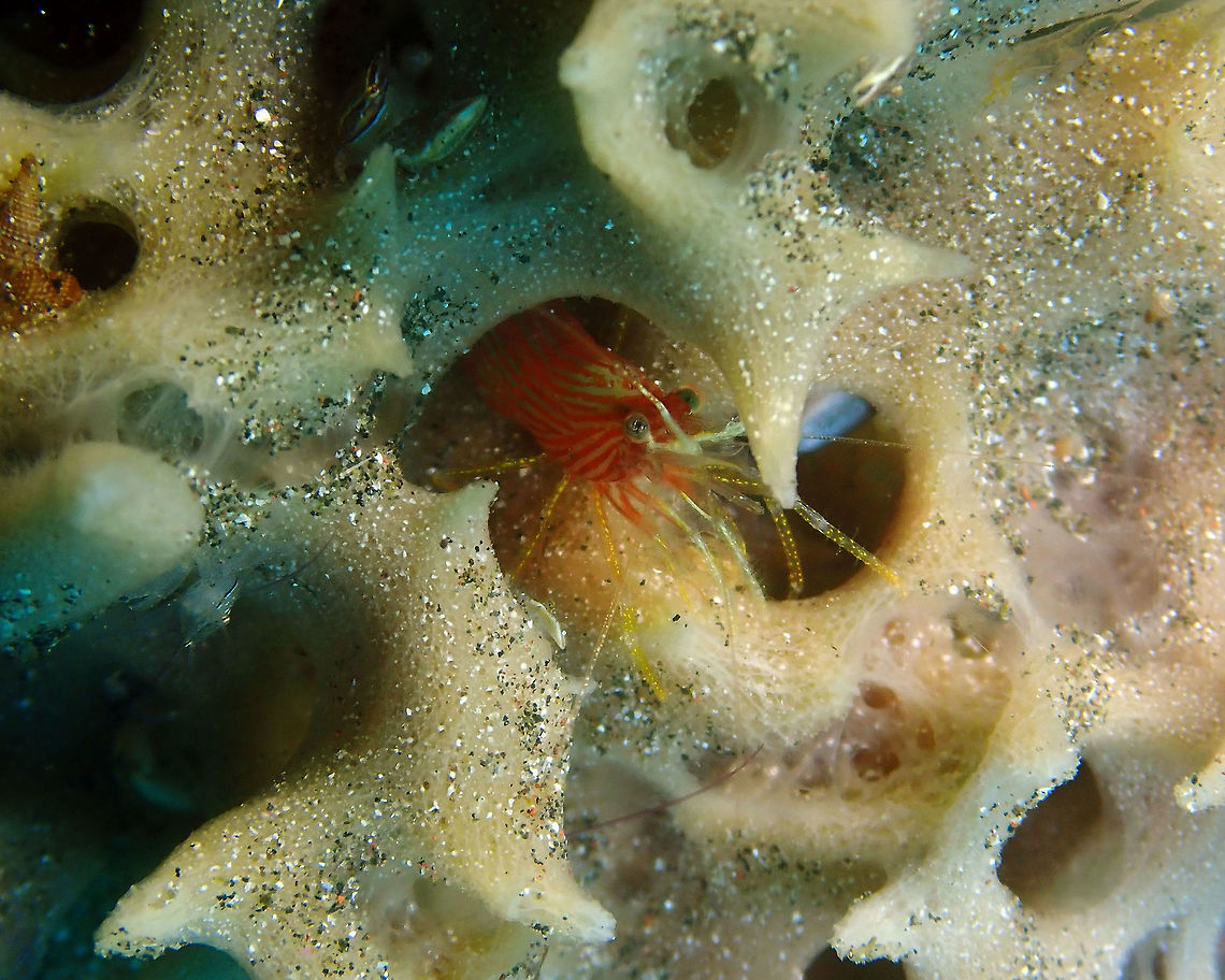 Lysmata ternatensis Air Bajo, Lembeh. Geotagged,Indonesia,Lysmata ternatensis,Spring,Ternate Cleaner Shrimp