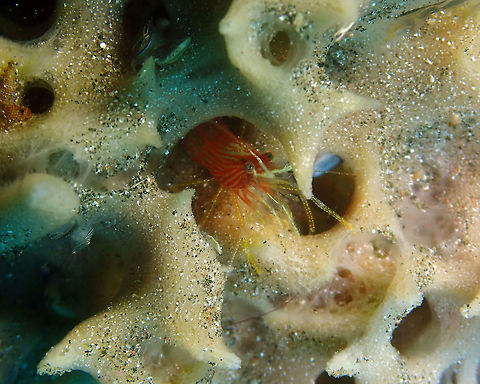 Lysmata ternatensis Air Bajo, Lembeh. Geotagged,Indonesia,Lysmata ternatensis,Spring,Ternate Cleaner Shrimp