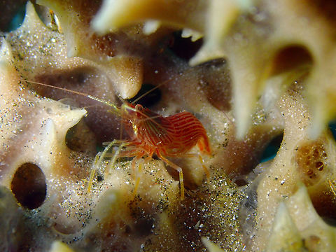 Lysmata ternatensis Air Bajo I, Lembeh. Geotagged,Indonesia,Lysmata ternatensis,Spring,Ternate Cleaner Shrimp