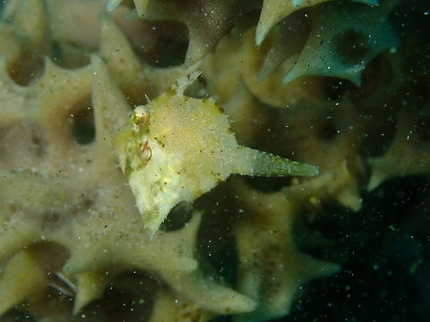 Acreichthys tomentosus Air Bajo I, Lembeh.

https://www.jungledragon.com/image/80884/acreichthys_tomentosus.html Acreichthys tomentosus,Bristle-tail filefish