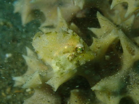 Acreichthys tomentosus Air Bajo I, Lembeh. Acreichthys tomentosus,Bristle-tail filefish,Geotagged,Indonesia,Spring